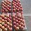 Royal Sweet Fuji Apple