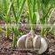 Garlic oil
