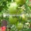 Potato organic fertilizer