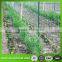 PE + UV plant support net Pea & Bean Netting