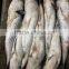 Export Vietnam 1-1.5KG Frozen Gullet Mullet Fish