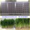 Hydroponic Barley Grass Growing Machine/Barley Sprouting Machine(SMS/Whatsapp: +86-13213238287)