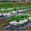 PE Agricultural black plastic perforated mulch film with holes for strawberry