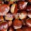 supply good quality fresh sweet chestnut with best price for sale