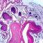 Direct factory for medical school human microscope slides