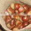 Chinese Fresh Chestnut in shell with mesh bag packing