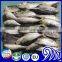 Small eyes Frozen Mackerel Fish,Round Scad Fish