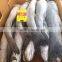 Frozen pikeperch/seabass