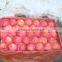 2015 new crop chinese fresh Fuji Apple from Pengjie