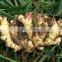 China Fresh Ginger with Factory Price in Hot Sale