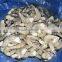 Whole sale frozen vannamei white shrimp hlso fresh seafood price