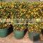 Citrus mitis ( Citrofortunella microcarpa) Ornamental plants