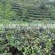 Anhui Huangshan Best selling- Special chunmee green tea, Grade Special 41022AAAA