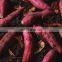 Sinocharm BRC-A approved IQF fried New Crop fried sweet potato strip