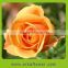 best level high quality soap rose flowers bouquet for celebrate valentines day
