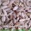 5009 sunflower seed kernels price