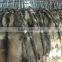 100% Natural Genuine raccoon fur skin for garment