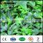 plastic ivy boxwood mat artificial grass expert china