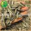 China Seed Company Sunflower Seed