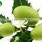 Pure Neem Liquid Fertilizer in retail packs 500ml/1000 ml