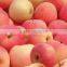 China good quality fresh apple (gala)