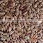 Chinese Light Speckled Kidney beans Long Shape on promotion