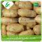 China supplier fresh potato buyers