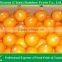 Fresh sweet kinnow mandarin citrus fruit from China