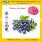 GMP Factory Supply Dried Blueberry Powder