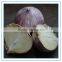 Organic garlic seed bulbs, a bulb of red garlic, fresh garlic seed