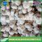 Exported quality fresh chinese garlic