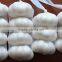 China Fresh Garlic in Hot Sale