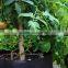 tomato grow pot smart pot non woven plant bag (1 gal to 1200 gal)