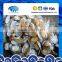 Boiled Baby Clam Nature Fresh FAO61