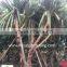 Pandanus Utilis high 4-5m