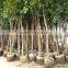 Ficus Religiosa packed for shipment