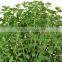 Oregano oil