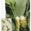 100% Organic gingembre extract/gingembre/gingembre powder