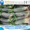 agriculture used white and green radish harvester machine