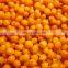 Sinocharm BRC-A Certificated Approved Wild 10mm IQF Sea Buckthorn 14% Brix Frozen Sea Buckthorn