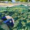 Olive Harvest Net 90gsm Green Olive Net 6*12m, 5*10m, 7*11m ,4*8m Olive Collecting Net For Sale