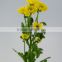 Top quality Cheapest yellow mountain chrysanthemum flower