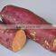 Best Quality China Fresh Sweet Potato for exporting