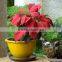 China Manufacturer Ecological Bamboo Fiber Flower Pot