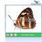 2014 hot sale large butterfly decorations
