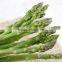 CHINESE IQF FROZEN GREEN ASPARAGUS WHOLE