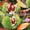 TTN Wholesale Chinese Nuts Chestnut Fresh Chestnuts Snacks