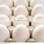 Fresh White eggs for sale from india