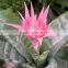 Golden Green Sansevieria for Indoor Ornamental Bonsai Plants
