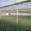 Anti-drip, anti-fog, single span blowing Agriculture LDPE trasparent plastic film for vegetable greenhouse